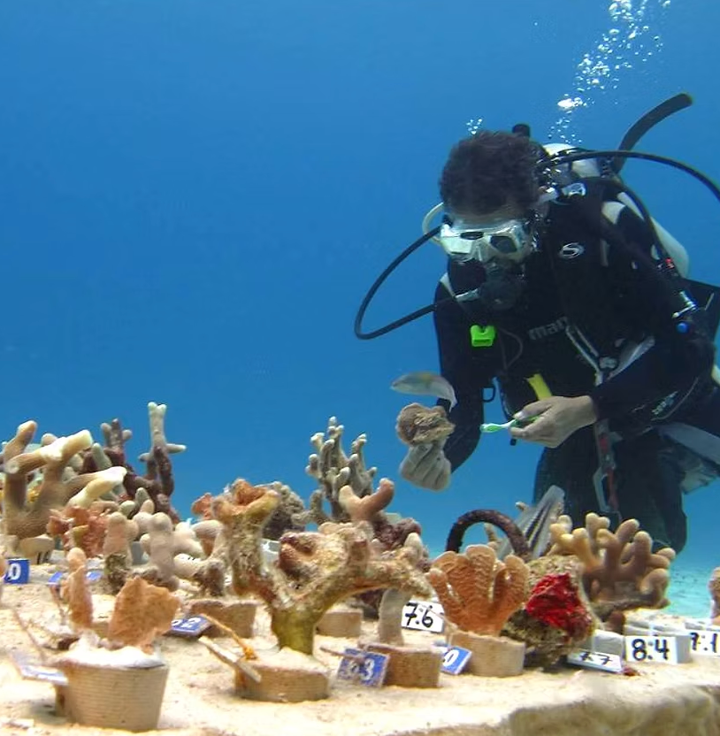 Coral reef restoration and marine ecology in Riviera Maya